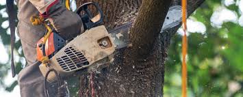 Best Tree Cabling and Bracing  in Roxboro, NC