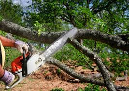  Roxboro, NC Tree Removal Pros